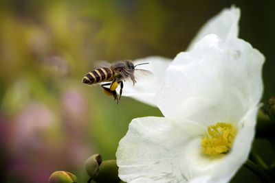 Close-up of bee pollinating on flower