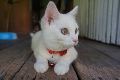 Close-up of white cat looking away