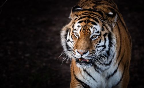 Close-up of a tiger