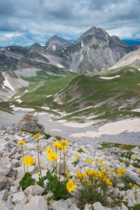 Scenic view of flowering plants and mountains against sky