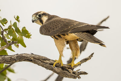 Low angle view of eagle perching on branch