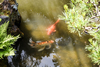 Ducks swimming in pond