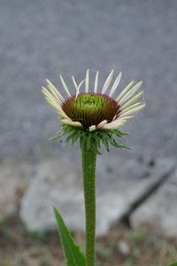 Close-up of flower on plant at field