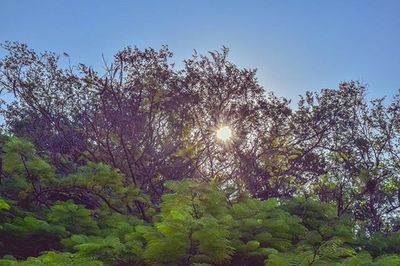 Low angle view of trees against sky