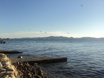 Birds flying over sea against clear blue sky