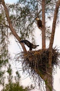 Low angle view of bird perching on tree