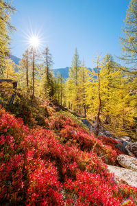 View of flowering trees in forest during autumn