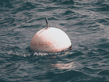 High angle view of turtle in sea