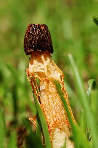 Close-up of mushroom growing on field