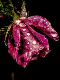 Close-up of wet purple flower