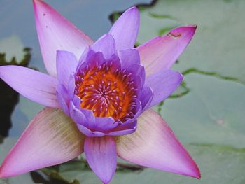 Close-up of pink flower blooming outdoors