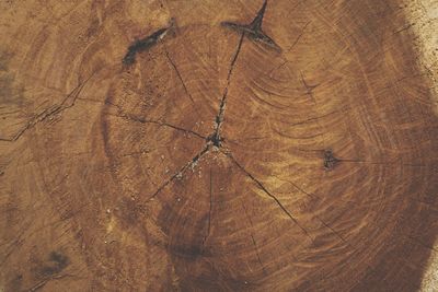 Full frame shot of tree stump