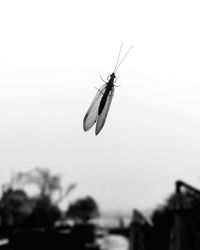 Close-up of housefly