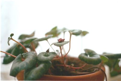 Close-up of flower bud