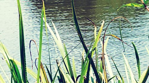 Plants growing in lake