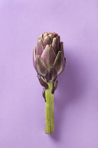 Close-up of pink rose against white background