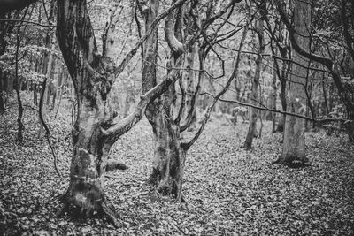 Bare trees on field in forest