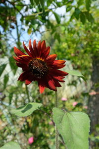 Close-up of red flower