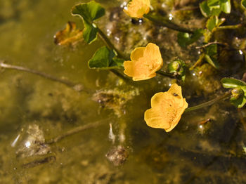 Close-up of wet yellow leaves floating on water