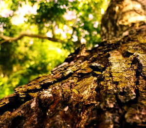 Close-up of tree trunk in forest