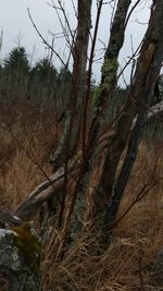 Bare trees in forest