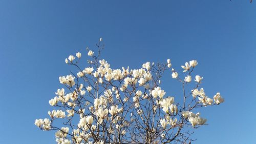 Low angle view of white flowers against clear blue sky