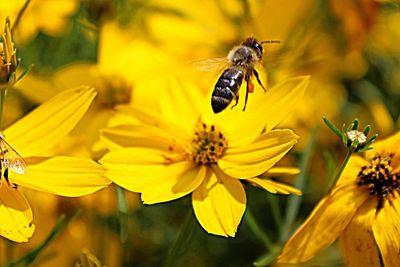 High angle view of bee hovering over yellow cosmos flowers