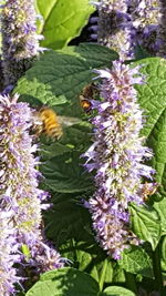 Butterfly on purple flowers