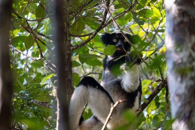 Black lemur on tree