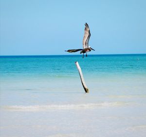 Seagull flying over sea against sky