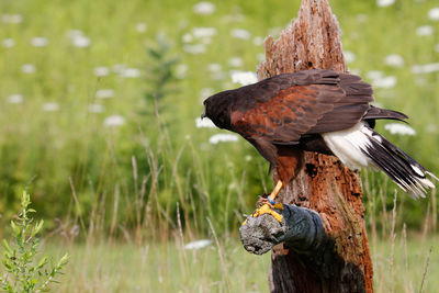Close-up of bird perching on wooden post