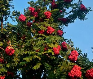 Low angle view of red flowers