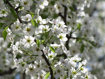 Close-up of white flowers blooming in park