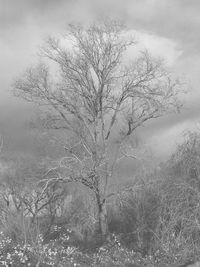 Bare tree on landscape against sky