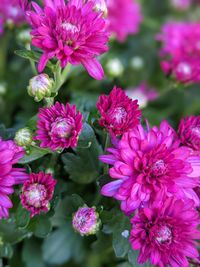 Close-up of pink flowering plants in park