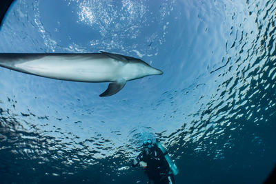 View of fish swimming in sea