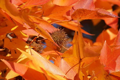 Close-up of dry maple leaves during autumn