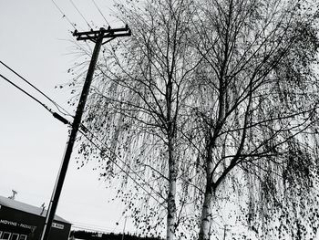 Low angle view of birds on electricity pylon