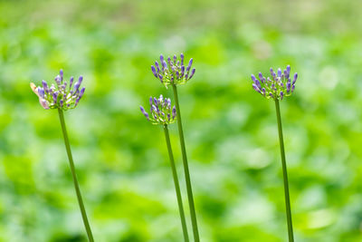 Close-up of flowers blooming outdoors