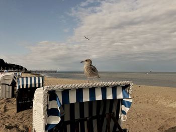 Seagull perching on a beach