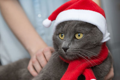 Close-up of cat wearing santa hat