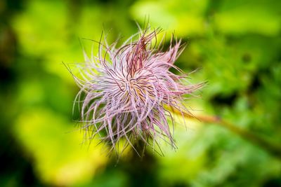 Close-up of thistle flower