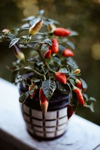 Close-up of berries on table