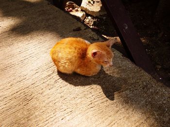 High angle view of rabbit on wood