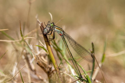 Close-up of dragonfly on grass