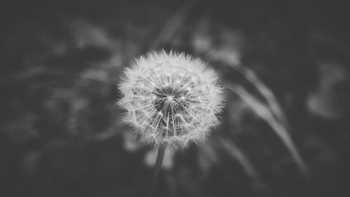 Close-up of dandelion flower