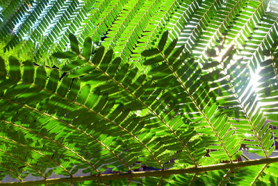 Full frame shot of fresh green plants