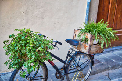 Potted plants against wall