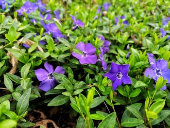 Close-up of purple flowering plants