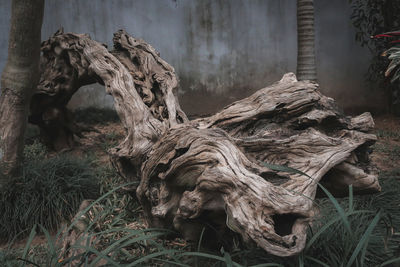 Close-up of driftwood on field